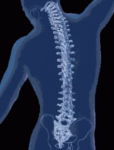 The Spine The Spine